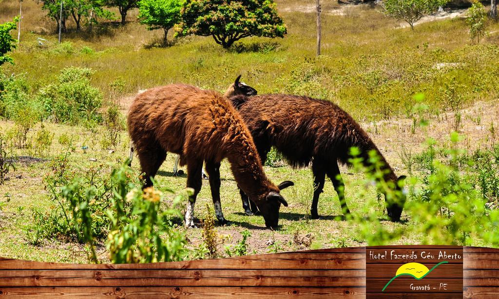 Hotel Fazenda Ceu Aberto Gravatá Exteriör bild